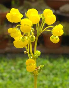 Calceolaria corymbosa